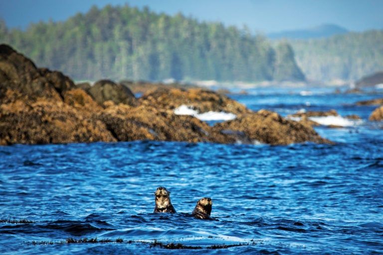 Sea otters off Vargas Island in B.C.; the animals eat 20 per cent of their body weight each day (Photograph by Melissa Renwick)
