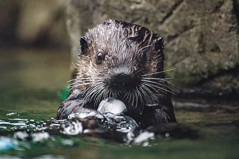 Joey the otter’s livestream got six million views in its first three months and has prompted more than $200,000 in donations to the aquarium (Photograph by Felicia Chang)