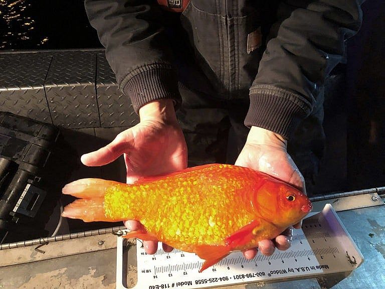 Goldfish flourish in Hamilton Harbour’s low-oxygen conditions, growing up to 40 cm long by feeding on algae blooms that other fish species can’t eat (Fisheries and Oceans Canada)