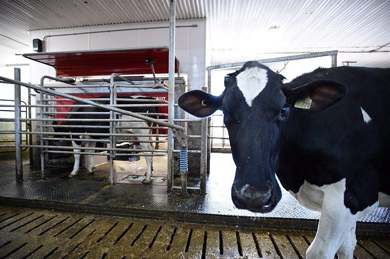 A dairy cow waits in line to be milked at a farm in Eastern Ontario on April 19, 2017 (CP/Sean Kilpatrick)