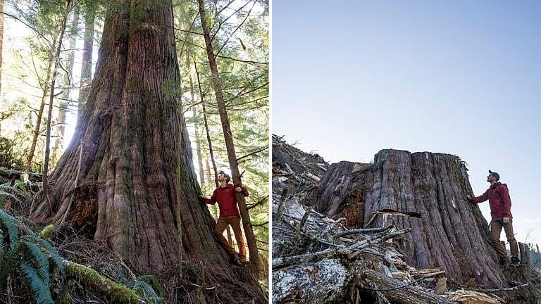 Watt’s ‘before and after’ photos have drawn worldwide attention to old-growth logging in B.C. (TJ Watt)