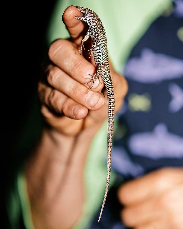 Hanke holds a recently caught wall lizard near his Victoria home (Photograph by Alana Paterson)