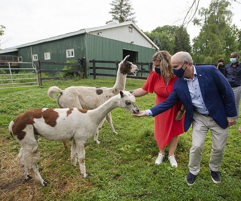 O'Toole and his wife, Rebecca, feed some llamas at a farm in Brantford, Ont., on Aug. 25, 2021 (Ryan Remiorz/CP)