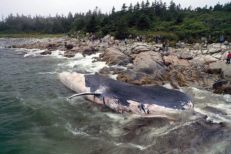 Removing the dead whale was a gruelling task involving a tugboat, an excavator, knives, hip waders, protective eyewear and Vicks VapoRub (Ted Pritchard/CP)