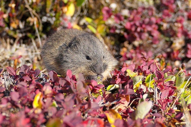 Lemming in the leaves: the ‘little chicken nuggets’ are critical to the Arctic food chain (Gabriel Bergeron)