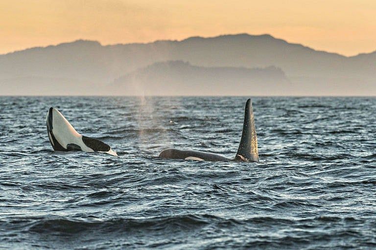 Orcas in the Southern Resident Killer Whale endangered J Pod play in the Salish Sea at sunset on Aug. 4, 2018, off Vancouver Island, B.C. (Richard Ellis/Alamy)