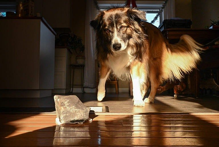 Ruth Hamilton's dog, Toby, assesses the space rock after it has been returned by the Western University team (Photograph by Amy Barrett)