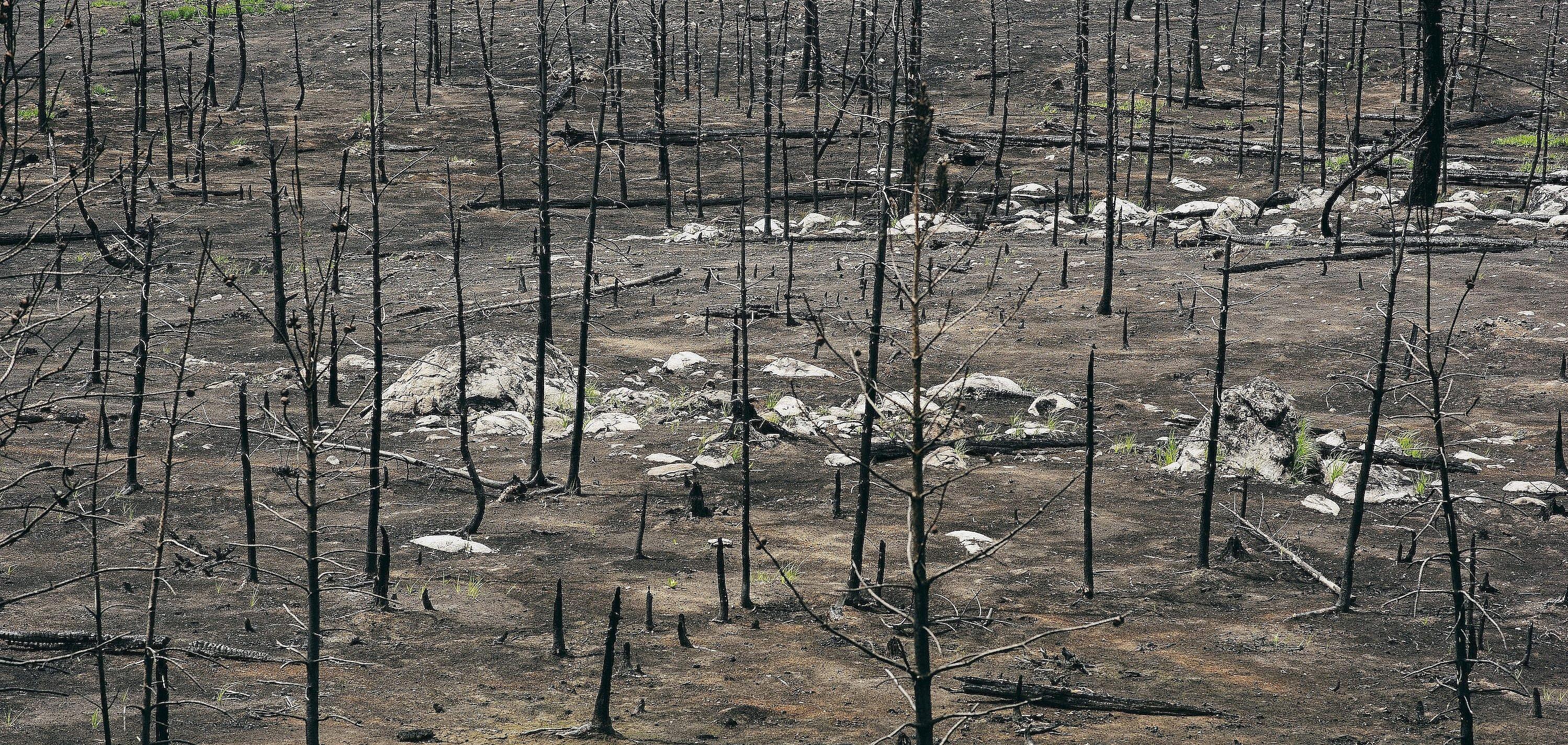 Dead wood: The trees around the community of Logan Lake were scorched in last summerâs wildfires. Thanks to careful preparation and a shift in the wind, the town itself was spared.